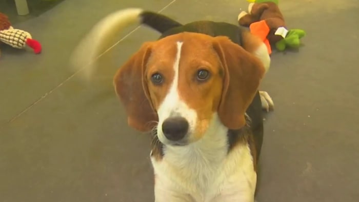 More than 100 dogs in need of homes at Lake County shelter