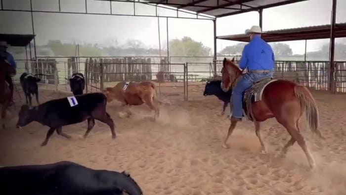 Healing Heroes: How horses offer hope to veterans coping with mental illness - Vimarsana News