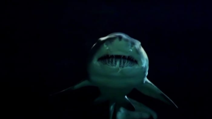 Florida man describes moment shark bit him while surfing