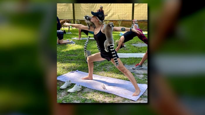 🐵Yoga with lemurs, painting with primates helps support Central Florida wildlife conservancy - Vimarsana News