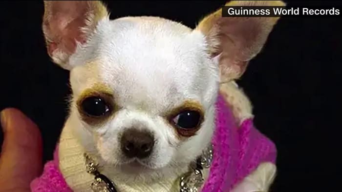 WALTHAMSTOW: Cheeky Chihuahua 'one of smallest dogs in world