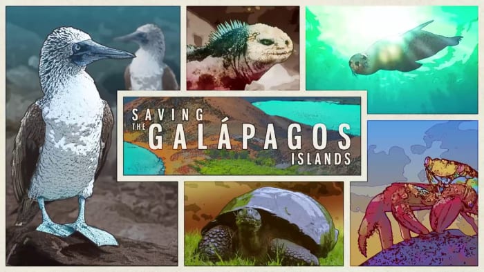 Giant tortoises, penguins, sea turtles: How Houstonians are helping save animals in the Galápagos Islands - Vimarsana News