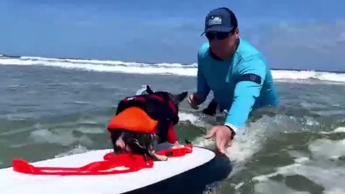 Surfing Dogs: How to tell if your pup is ready to catch a wave
