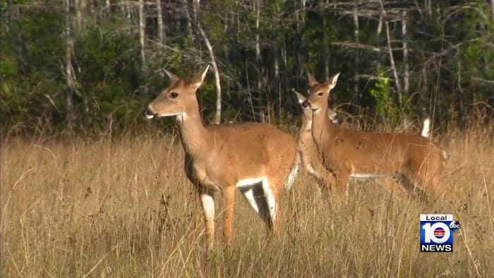 Local 10 Eco Hero team travels to Florida Wildlife Corridor - Vimarsana News