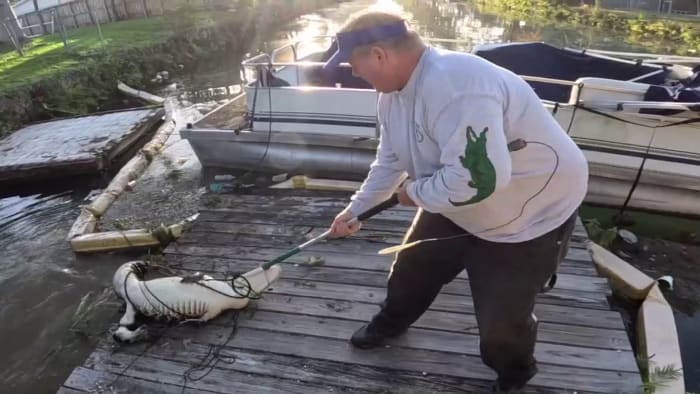 WATCH: Alligator gets too close for comfort in Cutler Bay - Vimarsana News
