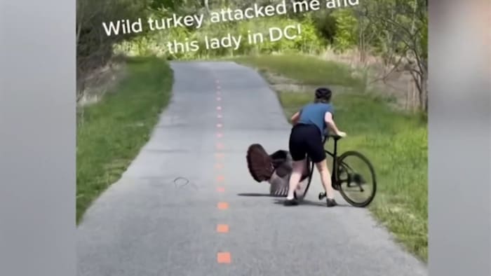 WATCH: Gigantic wild turkey attacks duo in Washington D.C.