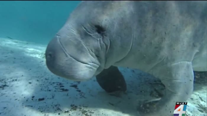 Florida to increase manatee protection funding by $17 million as deaths mount