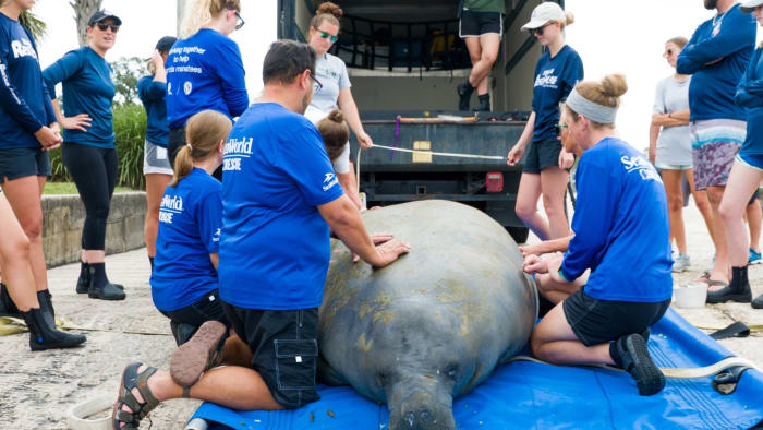 SeaWorld reaches historic milestone of more than 40,000 rescues