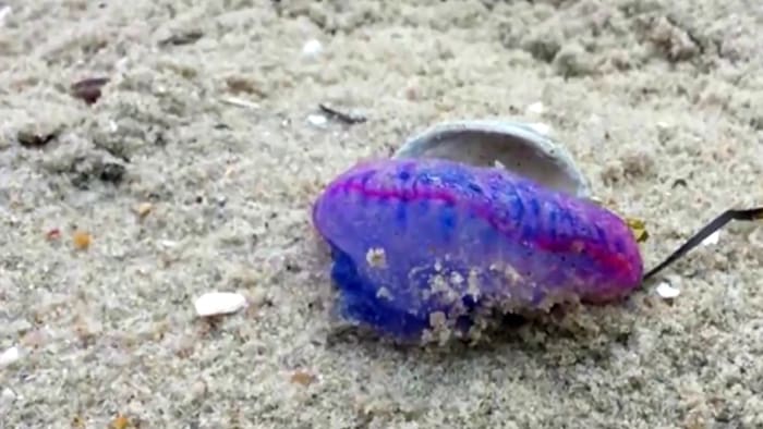 Top 5 facts about Man O’ War