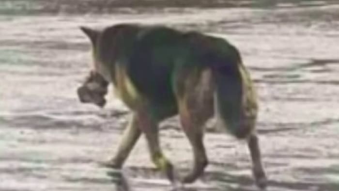 Team of Metro Detroit nonprofits rescues dog found alone, clutching stuffed animal after owner dies - Vimarsana News