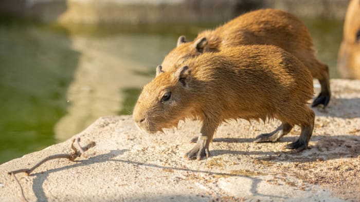 Rio - Clara the Capybara is one of the cutest rodents in the