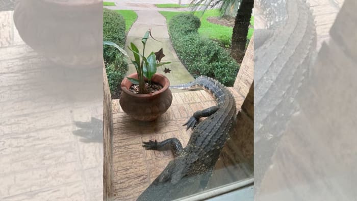 'This alligator is pretty comfortable': Alligator roaming Sugar Land neighborhood - Vimarsana News