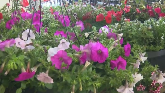 Eastern Market’s Flower Day returns to Detroit after two-year hiatus