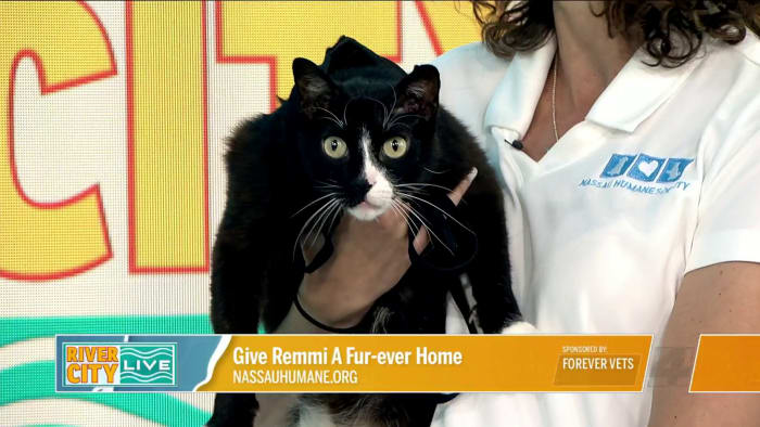 Help Remmi the cat find his furever home