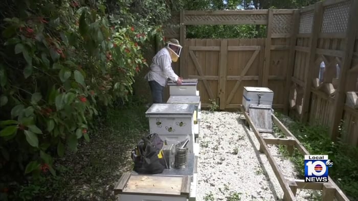 Deerfield Beach abuzz with efforts to save bees - Vimarsana News