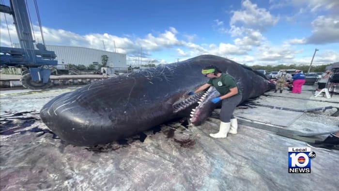 Human pollution likely killed 47-foot sperm whale found dead off Florida Keys