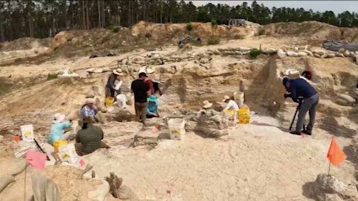 Des scientifiques ont découvert des fossiles de mammouths, de chats sabretiens et de rhinocéros qui parcouraient autrefois la Floride