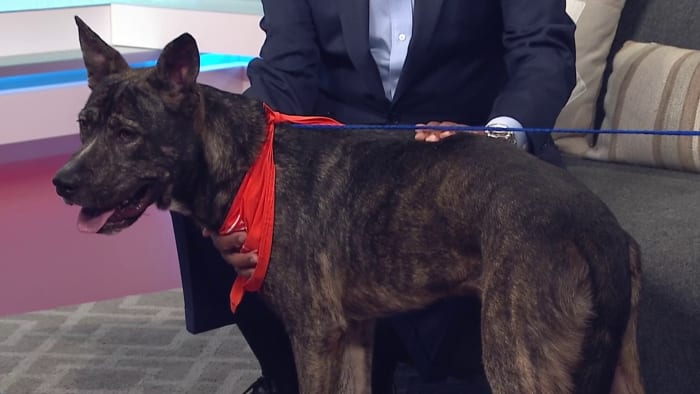 KPRC 2 Pet Project Meet Watermelon the pup who is fresh and sweet KPRC 2 Pet Project Meet Watermelon the pup who is fresh and sweet