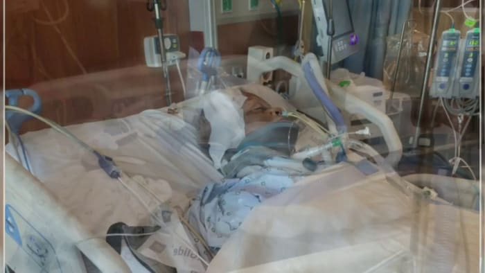 Dogs that attacked elderly Putnam County woman have history of getting out, neighbor and owner say - Vimarsana News