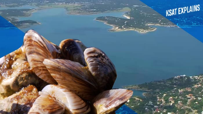 Can zebra mussels be eradicated from Texas lakes? KSAT explains