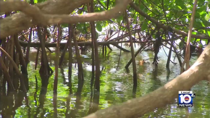 Mangrove restoration remains key to keeping South Florida shorelines safe and beautiful