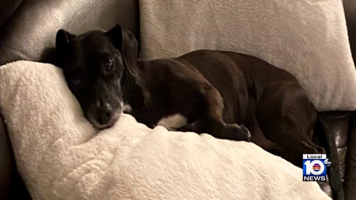 Mauled dog not only one injured at Miami-Dade boarding facility this year