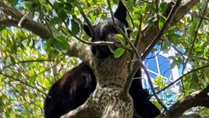 'Currently monitoring the animal:' Bear seen in tree at Orlando's Lake Eola Park - Vimarsana News