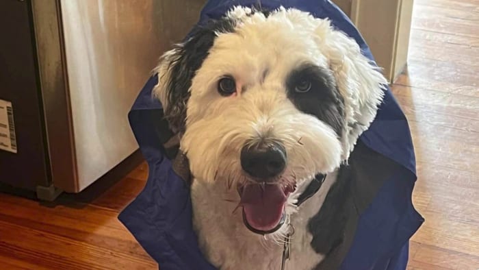 Top 5 kid-friendly dogs: Kiersten Benitez, owner of Bark Orlando, shares her top picks for family dogs