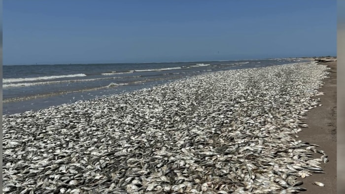 Thousands of dead fish washing ashore at Freeport beach Thousands of dead fish washing ashore at Freeport beach