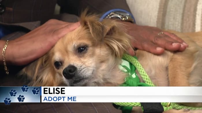KPRC 2 Pet Project Meet Elise the pup who can be your loyal companion KPRC 2 Pet Project Meet Elise the pup who can be your loyal companion
