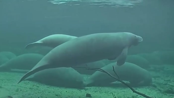 'Not out of the woods:' Manatee death numbers improve along Central Florida coast - Vimarsana News