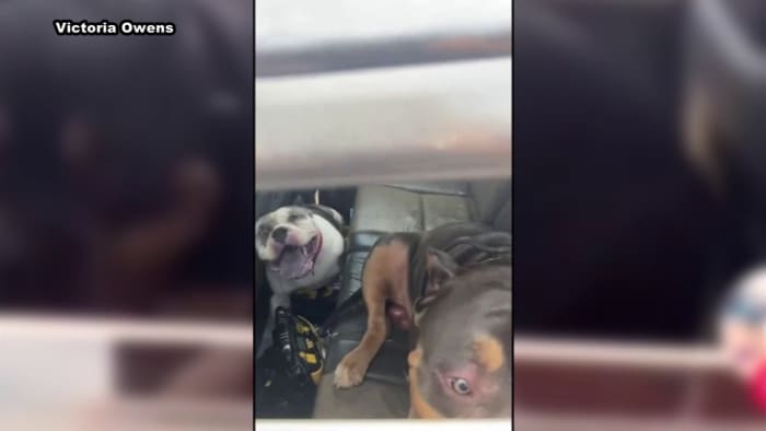 'You feel helpless': Roanoke woman describes finding dogs in locked, parked car - Vimarsana News