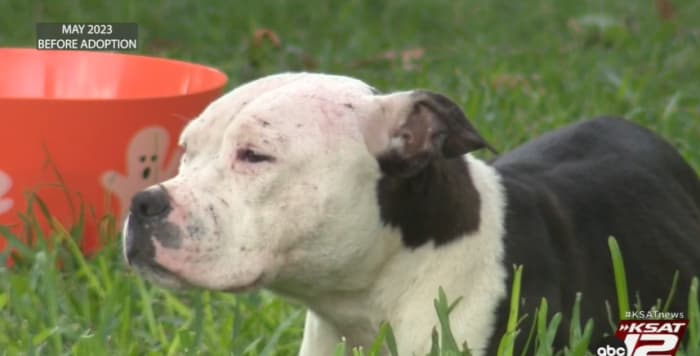 Dumped dog accused of killing several cats gets a second chance but not everyone is on board