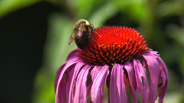 Buzz-worthy recognition: Virginia Tech earns new certification for being a pollinator-friendly campus