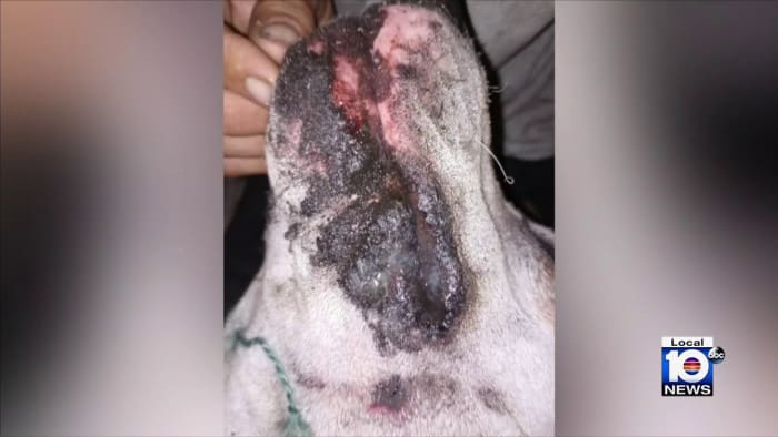 Miami man says dog burned by July 4 fireworks, begs people to be careful