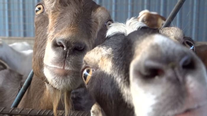 Farmers work to keep livestock alive as drought drains Texas resources dry - Vimarsana News