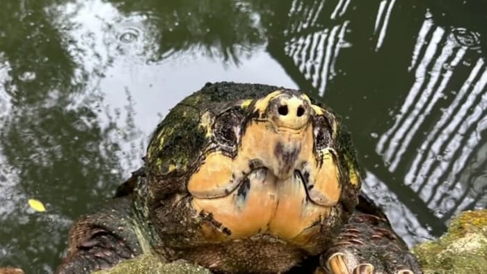 Birthday celebration for MOSH #39 s snapping turtle Tonca