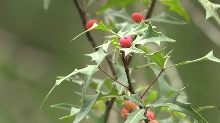 History Untold: Wild edible plants helped sustain South Texas natives