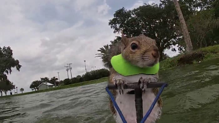 Man throws his iphone in the lake. on Make a GIF