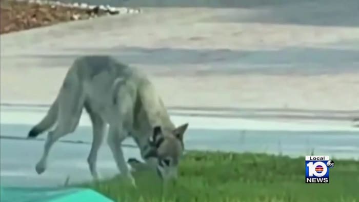 Miami residents report coyote sightings near Coconut Grove