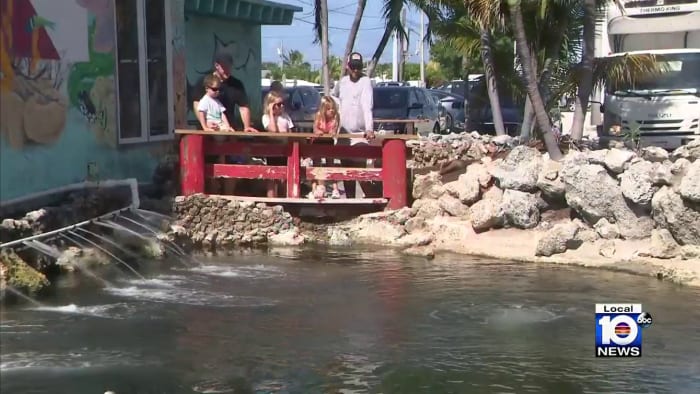 'Taking its toll': Soaring Keys water temps threaten coral reefs — and livelihoods - Vimarsana News
