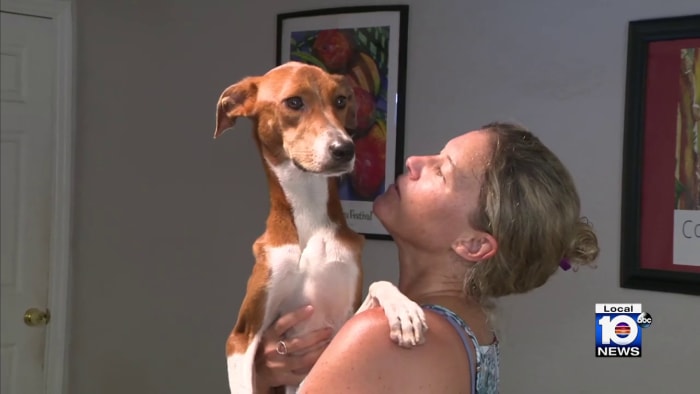 Hero dog reunited with owner after saving her from creep on NYC streets –  New York Daily News