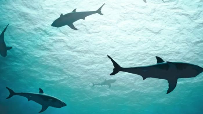 Discover the fascinating world of sharks at The Science Mill with engaging STEM-related activities.