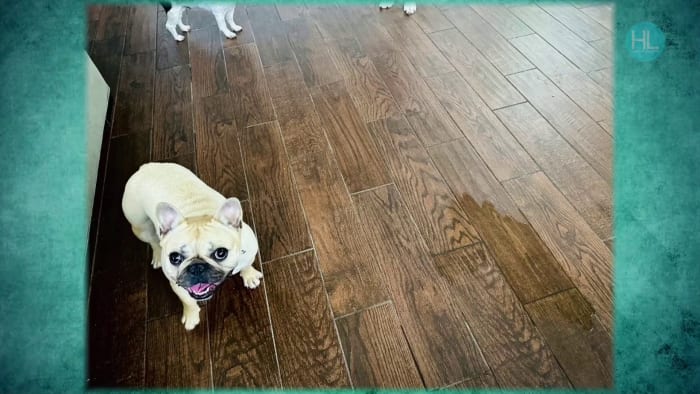 Two Great Tips from an Expert for Keeping Your Tiles and Carpets Looking Cleaner for Longer - Vimarsana News