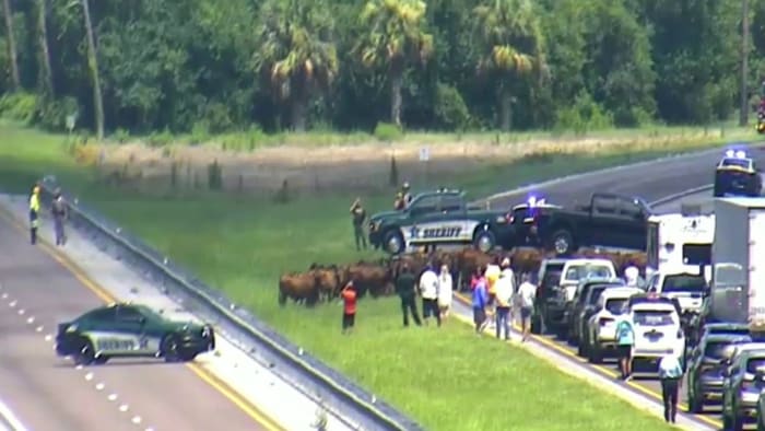 WATCH LIVE: Cows block traffic for 30 miles on Florida’s Turnpike in Osceola County