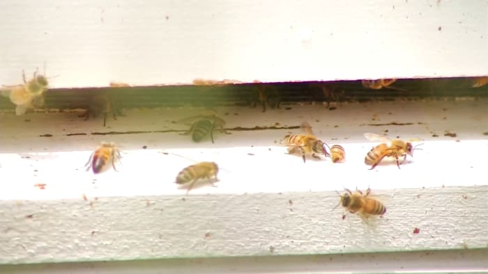 Bees can help investigators find a body, research at Virginia’s newest body farm