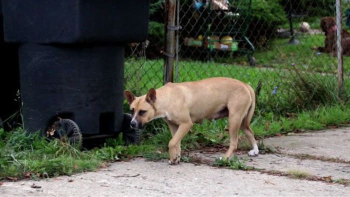 Staying safe from dangerous dogs: What you should do if approached or attacked by stray dog