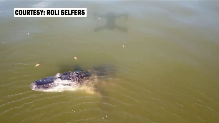 National Alligator Day Never do this if you come facetoface with an alligator National Alligator Day Never do this if you come facetoface with an alligator