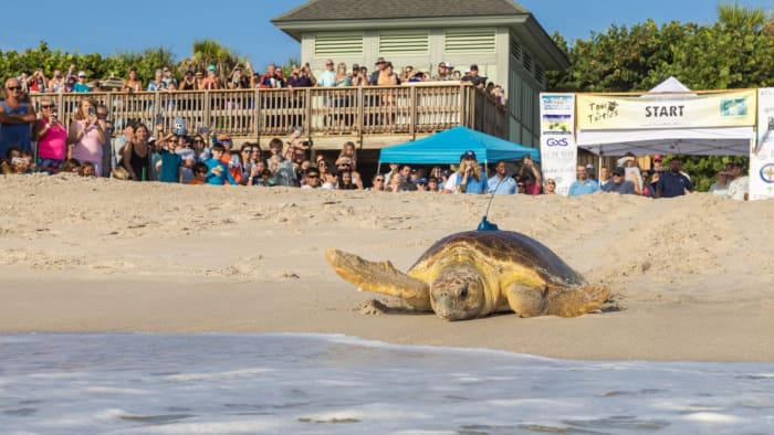‘Tour de Turtles’ makes a splash at Disney’s Vero Beach Resort