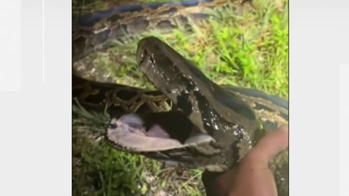 Rollins College student finds 17-foot-long python in Florida Everglades